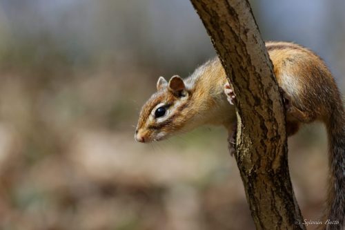 Tamia en équilibre sur une branche