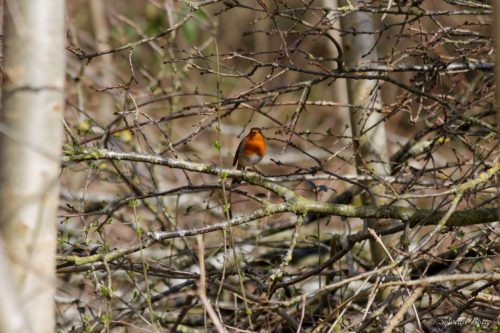 Rouge-gorge sur une branche