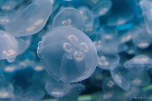 Groupe de méduses.