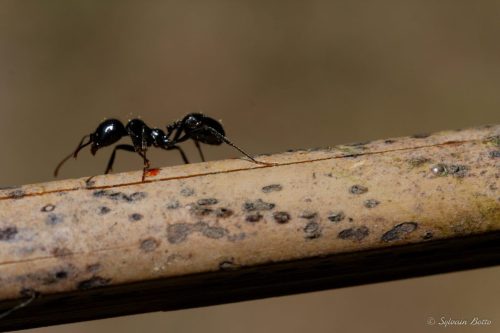 Macro d'une fourmi sur un bâton