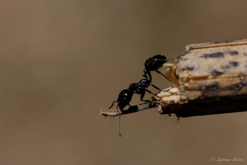 Macro d'une fourmi sur un bâton