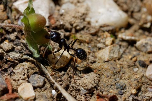 Macro d'une fourmi