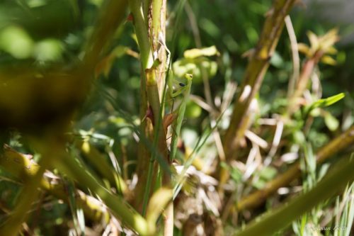 Jeune Mante religieuse sur une branche de rosier