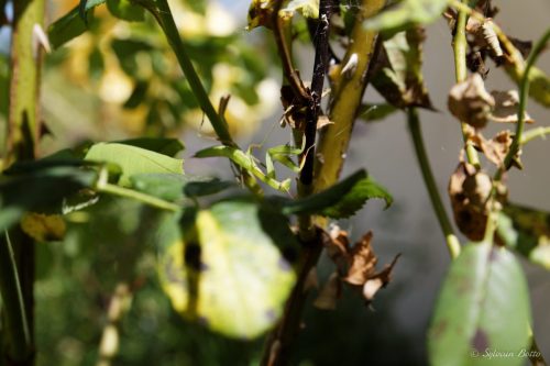 Jeune Mante religieuse sur une branche de rosier