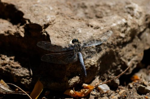 Libellule sur une pierre