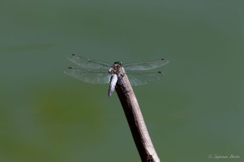Libellule posée sur une branche