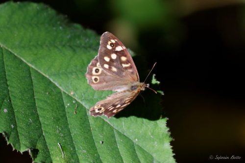 Papillon sur une feuille