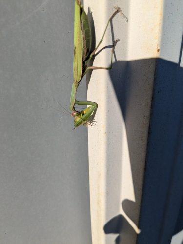 Mante religieuse en plein repas